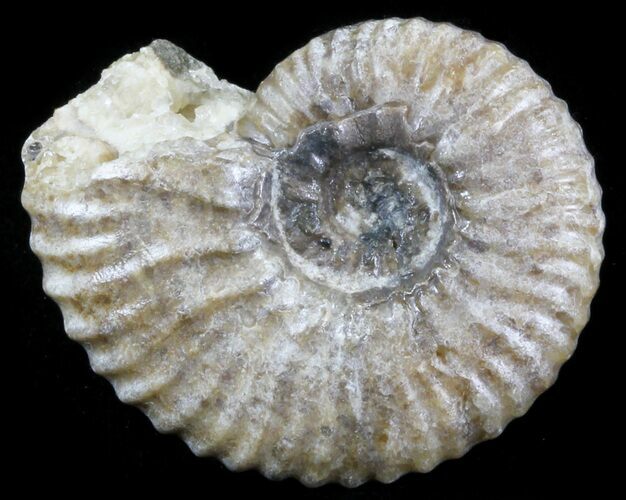 Acanthohoplites Ammonite Fossil - Caucasus, Russia #30083